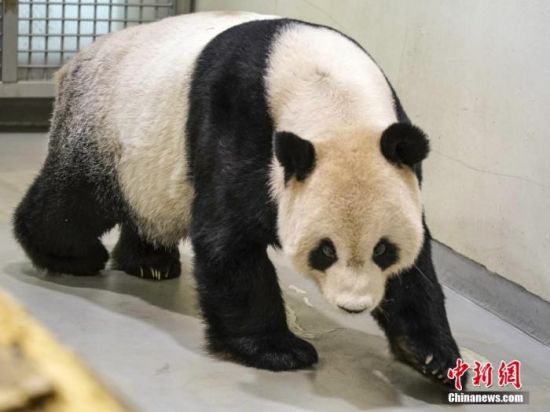 資料圖：2022年11月2日，大熊貓團團在臺北市立動物園內散步。圖片來源：視覺中國
