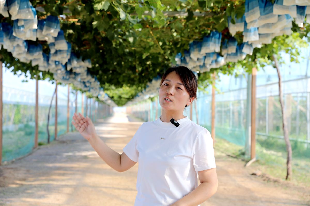 陕西和牧现代农业有限公司负责人刘雅娟介绍园区生产情况。 贾锐涵 摄