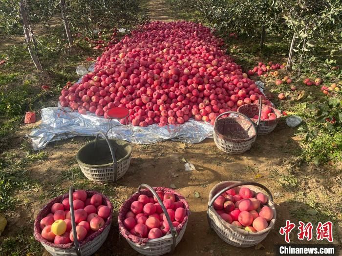 圖為臨鎮鎮任家塬村的“3233”管理示范園內豐收的蘋果�！∈饺� 攝