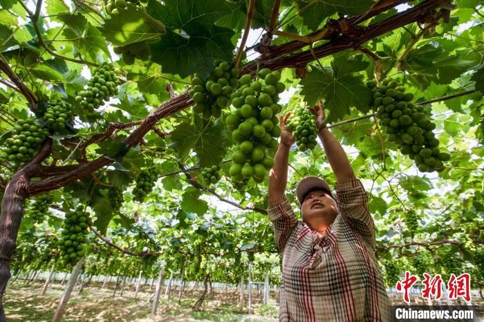 陕西渭南：科技赋能新农人加速发展农业“新质生产力”