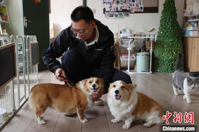 雷璐的丈夫杨家兴正在给狗狗梳理毛发。中新网记者 于晶 摄